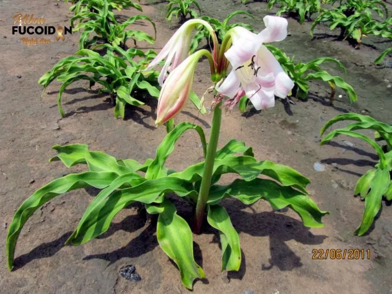 Trinh nữ hoàng cung - tên khoa học: Crinum latifolium L