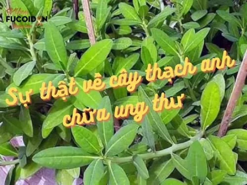 Hé lộ sự thật về cây thạch anh chữa bệnh ung thư