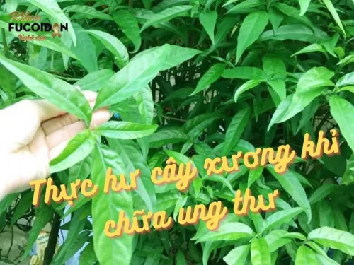 Thực hư về cây xương khỉ trị ung thư