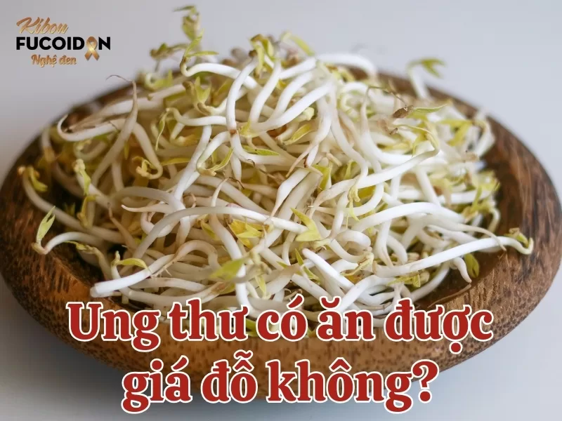 Ăn giá đỗ khi bị ung thư: Nên hay không nên? Bệnh nhân ung thư có ăn được giá đỗ không?