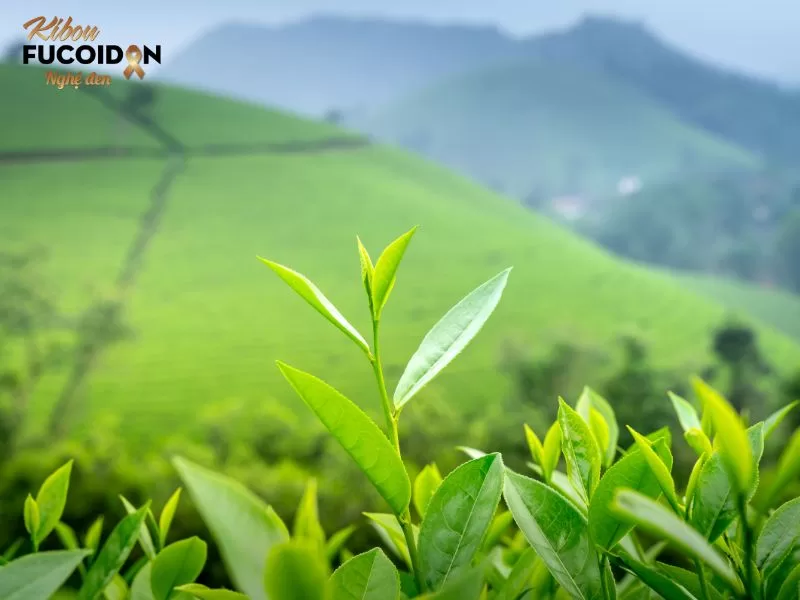 Trà xanh có thể giúp cải thiện hiệu quả điều trị ung thư vú