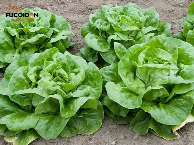 Giải đáp thắc mắc: Bị tuyến giáp có ăn được rau xà lách không? Rau xà lách có chứa nhiều dưỡng chất thiết yếu cho sức khoẻ