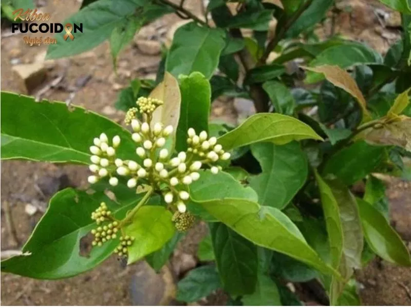 Cây xạ vàng 