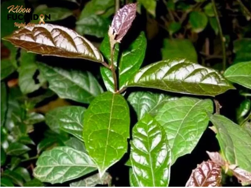 Cây xạ đen