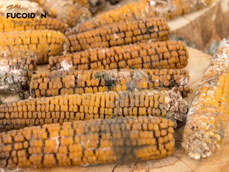 Một số chất độc hại như aflatoxin (do nấm mốc sản sinh trên lạc, ngô,...) có thể làm tổn thương gan và dẫn đến u gan