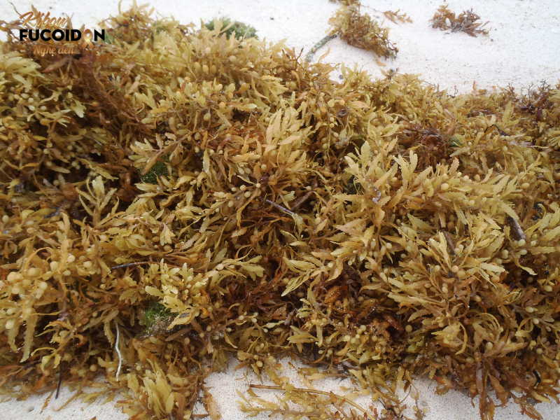 Fucoidan Sulfate Hóa Cao (STF) Là Gì? STF là Fucoidan đã được xử lý bằng công nghệ hiện đại