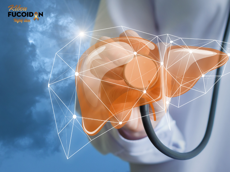 Fucoidan giúp bảo vệ tế bào gan