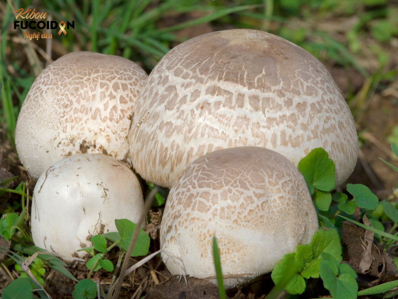 Kibou Fucoidan – Giải pháp hỗ trợ sức khỏe toàn diện cho bệnh nhân ung thư Nấm Agaricus blazei Murrill, một loại nấm quý hiếm nổi tiếng với hàm lượng Beta-glucan dồi dào