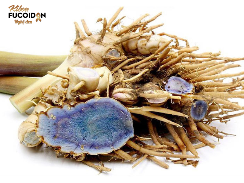 Kibou Fucoidan – Giải pháp hỗ trợ sức khỏe toàn diện cho bệnh nhân ung thư Nghệ đen (Kaempferia parviflora) từ Okinawa, Nhật Bản, từ lâu đã được biết đến với khả năng chống oxy hóa mạnh mẽ