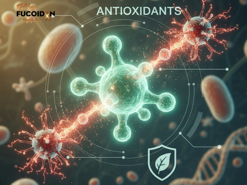 Fucoidan hỗ trợ điều trị ung thư máu – Giải pháp tự nhiên từ Kibou Fucoidan Nghệ Đen Fucoidan giúp chống lại các gốc tự do sinh ra trong quá trình hóa trị, xạ trị
