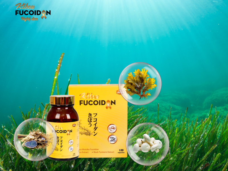 Uống Fucoidan bao lâu thì ngưng Kibou fucoidan có công thức kết hợp toàn diện đem đến hiệu quả hỗ trợ điều trị vượt trội